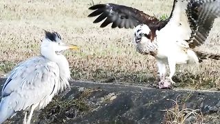 Eagle Hunting