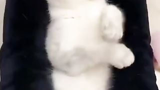Cats are a specialty, look at these cuties.