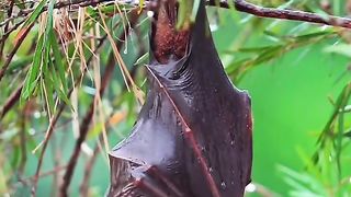 Amazing Birds