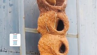 Entertainment Birds