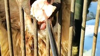 Lion videos