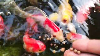Cute Beautiful Fish Video in Water 2023