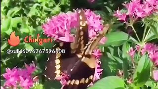 Nice video