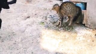 Dog vs cat fighting