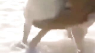 Nice attack