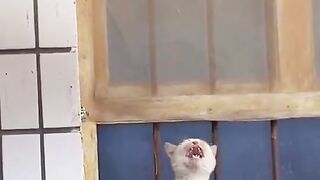 Who can help me, I'm terribly hungry
