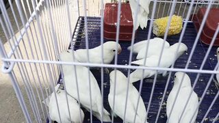 lalukhet birds market 2022 latest update | Sunday lalukhet birds market |
