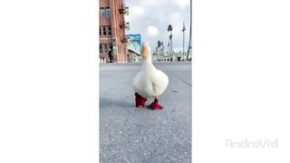 Happy Duck Cute Waddle | new video