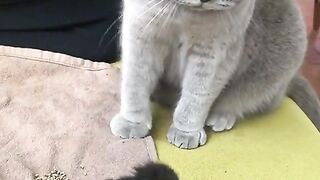 Funy Cat