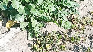 Agriculture video