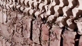 Check the works of the Chinese people and see how scorpions are reared.