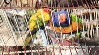 Birds market Karachi