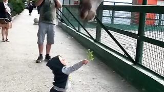 beautiful giraffe #funny videos_animal videos