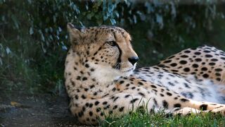 big cat dream