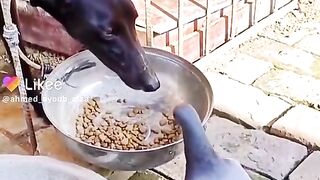 Dog and Paige's