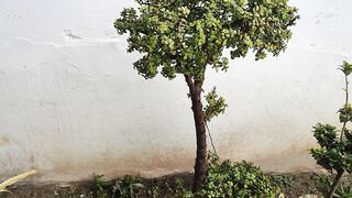 Bonsai jese plant
