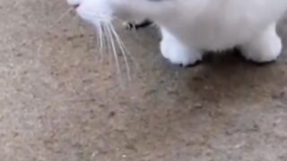 funny cats funny_ animals_ video