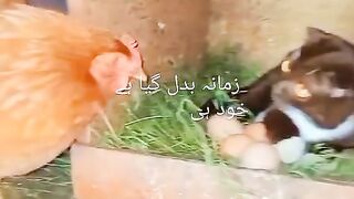 The most funny... Hahaha