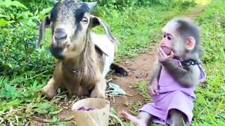 Home Animation Monkey So Cute Work Home Video 2023.