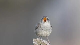 Cute funny bird for song \\Best Funny Videos Of Dogs ? And Cats ? - Try Not To Laugh!