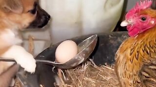 cute puppy playing with hen