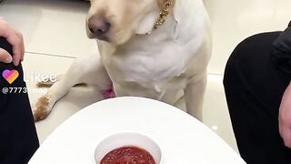 Dog food