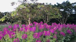 Beautiful view From Rama XI park Bangkok