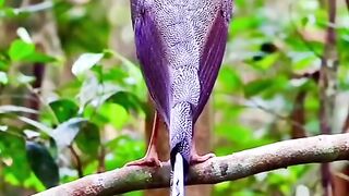 Beauty of Nature ||beautiful bird