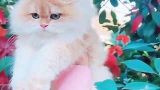 cute little kitten compilation 2022