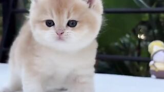 cute kitten playing video
