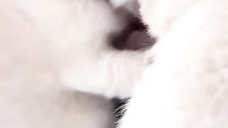 cute kitten best compilation 2022