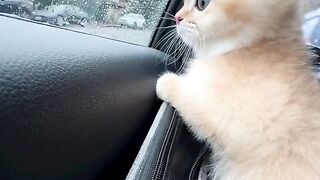 wow amazing little cute kitten