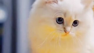 cute kitten compilation