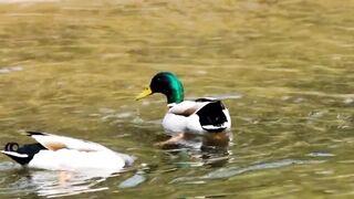 Duck Swimming