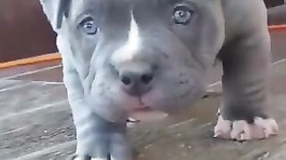 Fofinho ????