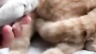 Tom e Piu piu