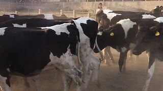 Cow in open Area