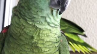 Papagaios falantes