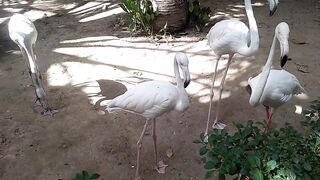 Karachi Gardan ki beautifull vedio