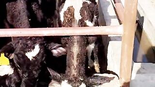 Feed time