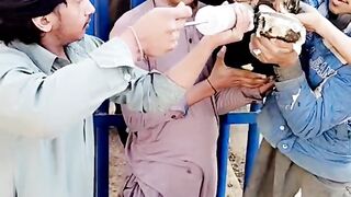 oral suspension procedure in cow