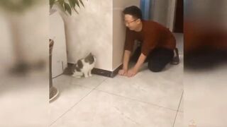 Baby cats#cute and funny cats videos #Aww animal