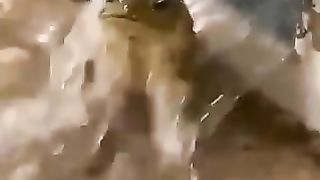 Toad takes a shower????????