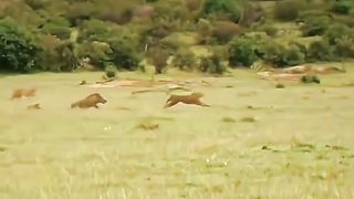 Amazing Fight