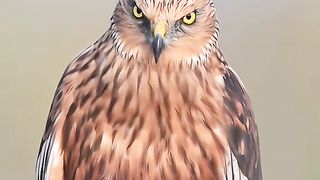 Amazing Eagle