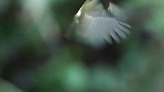 Amazing Birds