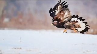 Amazing Hunting
