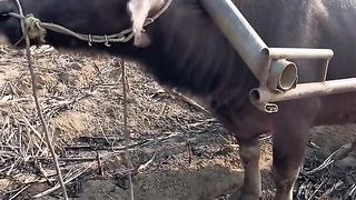 Amazing Buffalo Fight