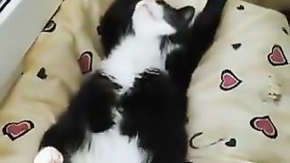 This cat does not have a loan from the bank????????