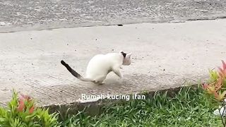 Kucing jalanan yang hidup dengan kondisi kaki yang sangat menyedihkan ????